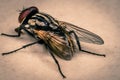 Fly`s Royalty Free Stock Photo