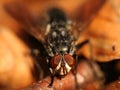 Fly - Sarcophaga carnaria Royalty Free Stock Photo