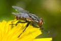 Fly Searching for Pollen on Dandelion Flower Royalty Free Stock Photo