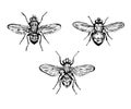 Vector set of 3 vintage realistic flyes Royalty Free Stock Photo
