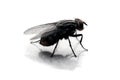 Fly with shadown Royalty Free Stock Photo