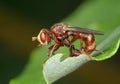 Fly Sicus ferrugineus Royalty Free Stock Photo
