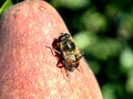 Fly similar to a bee, with the Latin name Syrphidae, sits on a pear fruit, macro