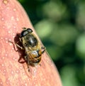 Fly similar to a bee, with the Latin name Syrphidae, sits on a pear fruit, macro