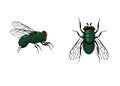 Fly single vector icon. Vector fly close up and top side view isolated on white background. Housefly pictogram. Wildlife Royalty Free Stock Photo