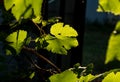 Fly sit on grape leaf in garden at evening sun Royalty Free Stock Photo