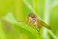 Fly sit on leaf Royalty Free Stock Photo