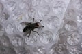 The fly sits on the bubble wrap Royalty Free Stock Photo