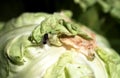 A Fly Sits on a Cabbage