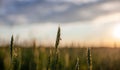 A Fly Sits On An Ear Of Wheat Or Rye In A Field At Sunset.