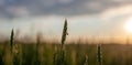 A fly sits on an ear of wheat or rye in a field at sunset. Royalty Free Stock Photo