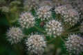 A fly sits on a flower on a blurred natural background close-up Royalty Free Stock Photo