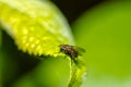 Fly sits on a green leaf, saturated yellow-green