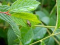 The fly sits on the green leaves of the plant