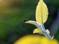 Fly sits on a leaf of an apple tree Royalty Free Stock Photo
