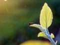 Fly sits on a leaf of an apple tree Royalty Free Stock Photo