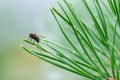 A fly sits on pine needles in the morning in the dew in the summer forest. Close-up Royalty Free Stock Photo