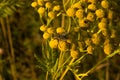 A fly sits on a tansy flower illuminated by sunset Royalty Free Stock Photo