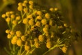 A fly sits on a tansy flower illuminated by sunset Royalty Free Stock Photo