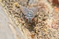 A fly sits on tree bark at rest. Macro shooting
