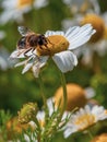 fly sits on a white daisy flower on a summer day. Insect on a flower close-up. Hover flies, also called flower flies or syrphid Royalty Free Stock Photo