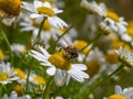 fly sits on a white daisy flower on a summer day. Insect on a flower close-up. Hover flies, also called flower flies or syrphid Royalty Free Stock Photo