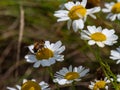 fly sits on a white daisy flower on a summer day. Insect on a flower close-up. Hover flies, also called flower flies or syrphid Royalty Free Stock Photo