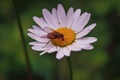 A fly sitting on a chamomile flower on a blurred natural background close-up Royalty Free Stock Photo