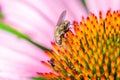 fly sitting on the echinacea purpurea/fly sitting on the echinacea purpurea flower, close up Royalty Free Stock Photo