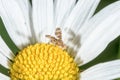 Fly sitting on a flower with blurred background Royalty Free Stock Photo