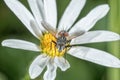 Fly sitting on a flower with blurred background Royalty Free Stock Photo