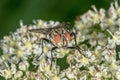 Fly sitting on a flower with blurred background Royalty Free Stock Photo