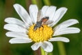 Fly sitting on a flower with blurred background Royalty Free Stock Photo