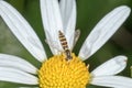 Fly sitting on a flower with blurred background Royalty Free Stock Photo