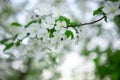 A fly is sitting on the flowers of an Apple tree. Royalty Free Stock Photo