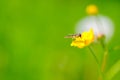 A fly sitting on a garden flower, green and yellow