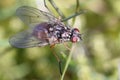 Fly sitting on grass / vlieg op het gras Royalty Free Stock Photo