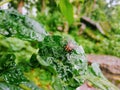 A fly sitting on a green leaf Royalty Free Stock Photo