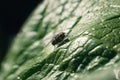 Fly sitting on green leaf outdoors, close-up. Macro photo of insects, selective focus Royalty Free Stock Photo