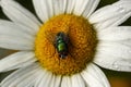 Fly, sitting on a large daisy with water droplets, up close Royalty Free Stock Photo