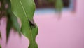 A fly sitting on a leaf Macro shot Royalty Free Stock Photo