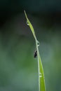 fly sitting in morning dew on green blade of grass in morning dew glitter Royalty Free Stock Photo