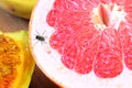 Fly sitting on sliced grapefruit Royalty Free Stock Photo