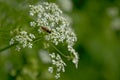 Fly on a cow parsley flower Royalty Free Stock Photo