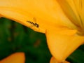 Fly is sitting on a yellow flower petal Royalty Free Stock Photo