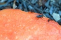 Fly and some ants feeding on a piece of papaya