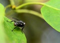 The fly Royalty Free Stock Photo