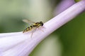 Fly sphaerophoria with orange stripes sits on flower