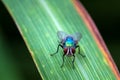 The fly stay on leaf to still after flying in nature