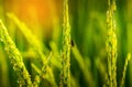 Fly stick on ear of rice in natural lush green Rice Terrace